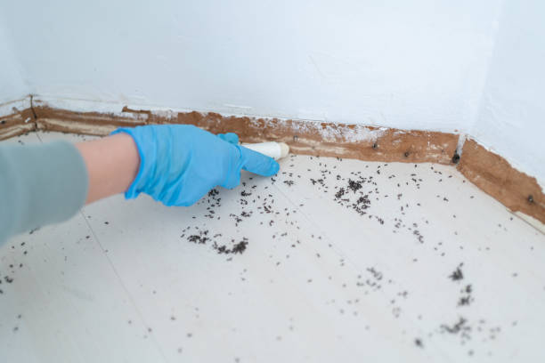 Professional Pest control in Chalfont, PA